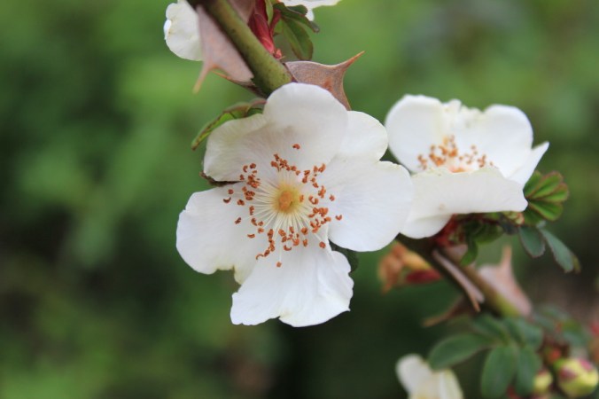 Rosa omiensis pterecantha