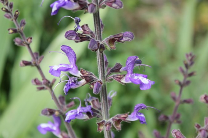 Salvia forskaholei