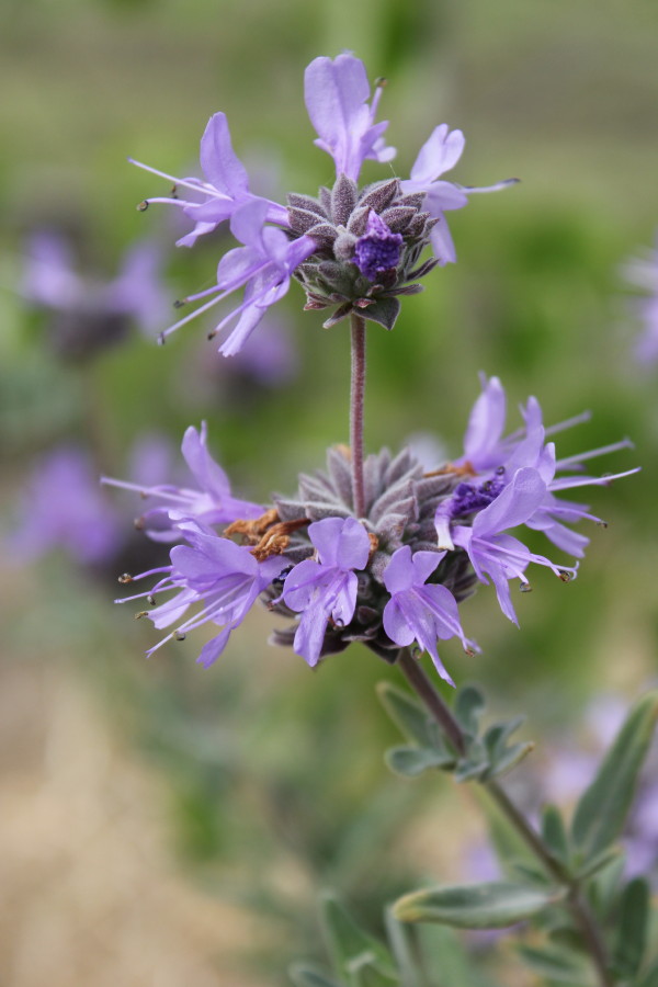 Salvia Celestial Blue