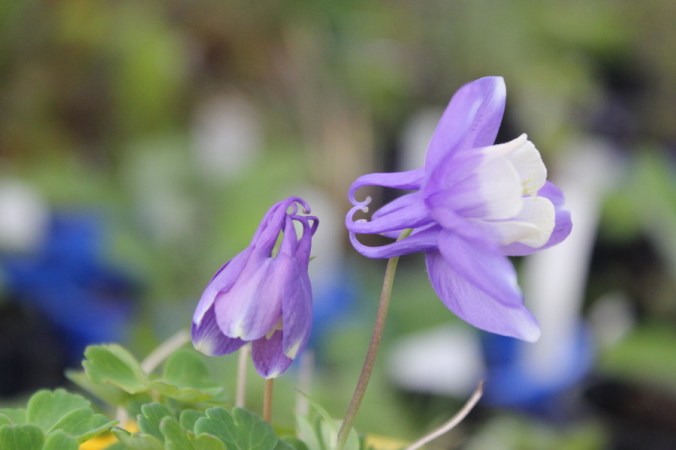 Aquilegia saximontana