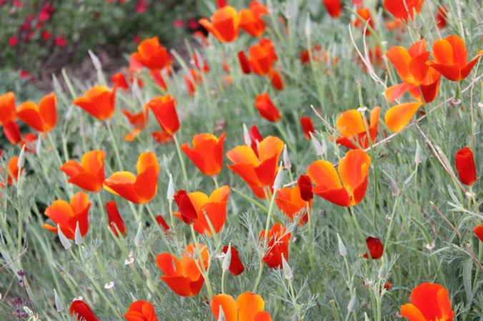 Eschscholzia Red Chief