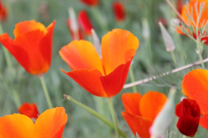 Eschscholzia Red Chief