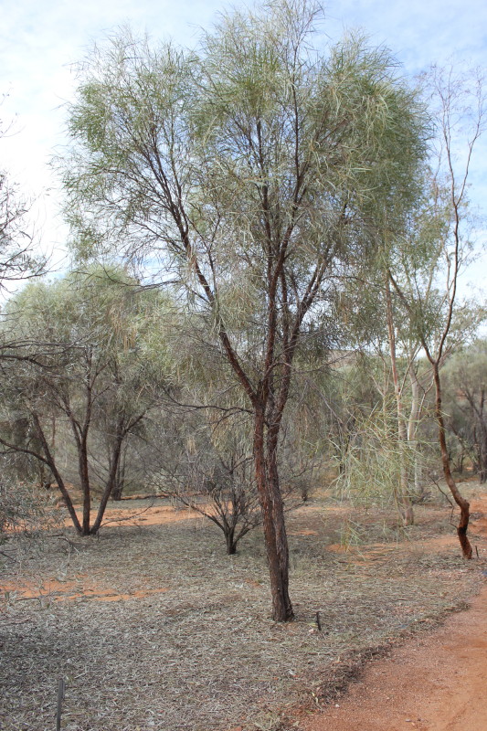 Acacia desmondii