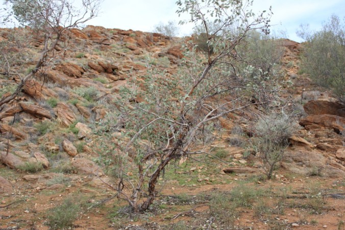 Eucalyptus oxymitra 2