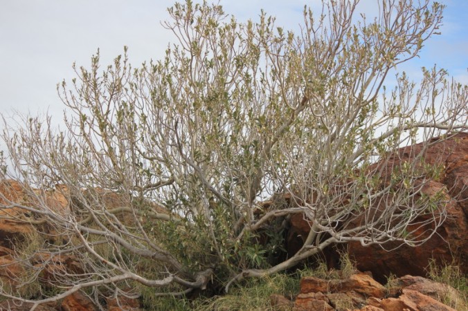Ficus platypoda
